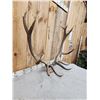 Image 4 : 6x6 Elk Antlers On Skull Plate