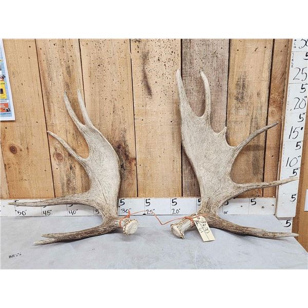 17.1 Lbs Set Of Moose Shed Antlers