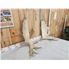 Image 6 : 17.1 Lbs Set Of Moose Shed Antlers