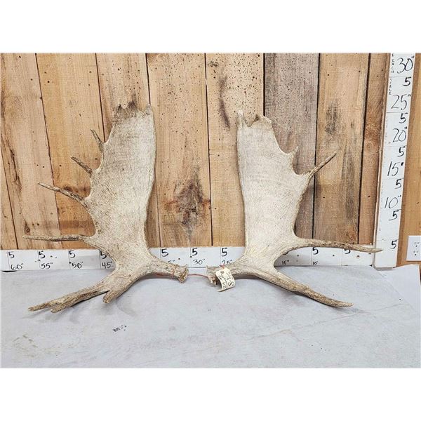 18.2 Lbs Set Of Moose Shed Antlers