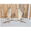Image 1 : 18.2 Lbs Set Of Moose Shed Antlers