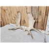 Image 2 : 18.2 Lbs Set Of Moose Shed Antlers