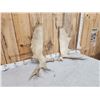 Image 3 : 18.2 Lbs Set Of Moose Shed Antlers