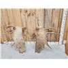 Image 4 : 18.2 Lbs Set Of Moose Shed Antlers