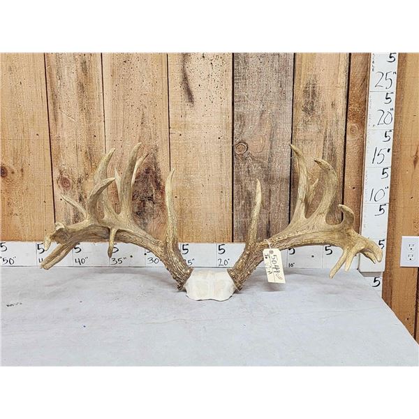 Larger Than Life Reproduction Whitetail Antlers