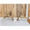Image 1 : Larger Than Life Reproduction Whitetail Antlers