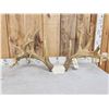 Image 3 : Larger Than Life Reproduction Whitetail Antlers
