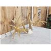 Image 4 : Larger Than Life Reproduction Whitetail Antlers