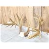 Image 5 : Larger Than Life Reproduction Whitetail Antlers