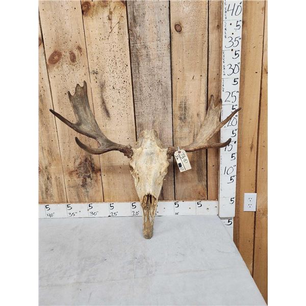 30" Wide Moose Antlers On Skull