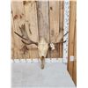 Image 1 : 30" Wide Moose Antlers On Skull