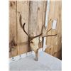 Image 2 : 30" Wide Moose Antlers On Skull