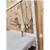 Image 3 : 30" Wide Moose Antlers On Skull