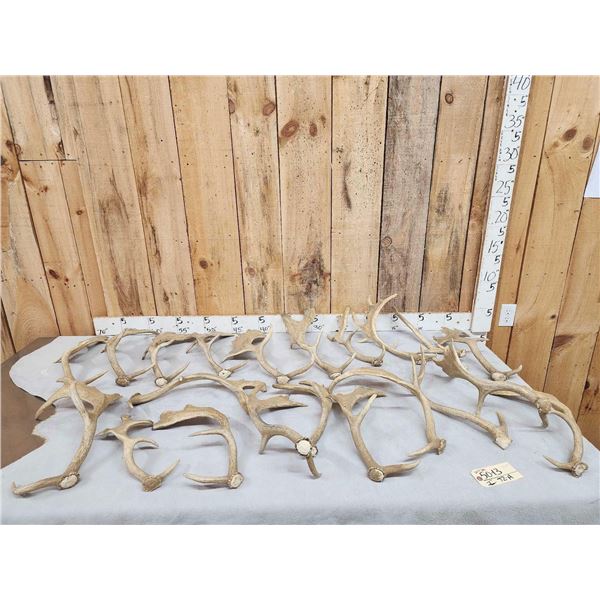 20.4 Lbs Of Fallow Deer Shed Antlers