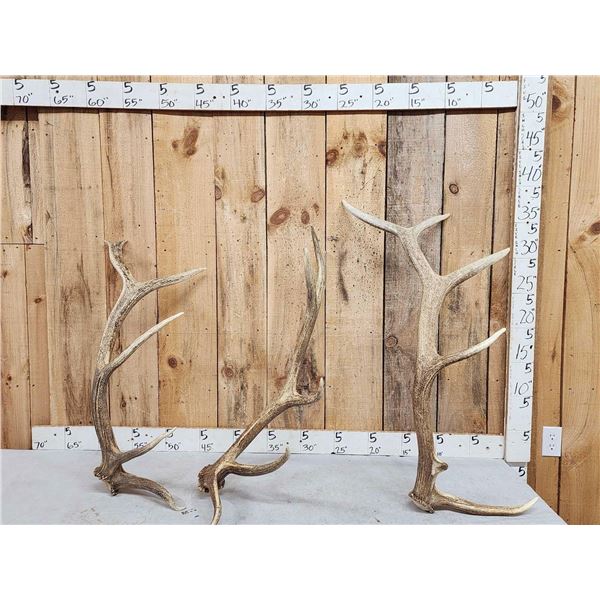 17.3 Lbs Of Elk Shed Antlers