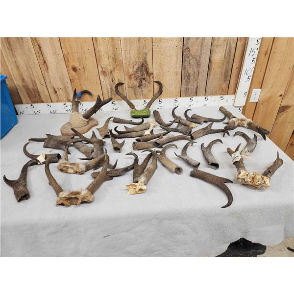 21.6 Lbs Of Pronghorn Antelope Horns