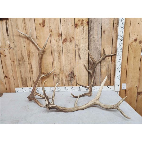 18.5 Lbs Of Elk Shed Antlers