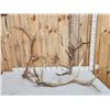 Image 1 : 18.5 Lbs Of Elk Shed Antlers