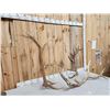 Image 2 : 18.5 Lbs Of Elk Shed Antlers