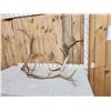 Image 3 : 18.5 Lbs Of Elk Shed Antlers
