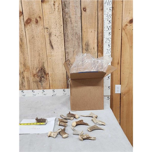 25 Lbs Of Deer Antler Chunks With Pedicles Intact