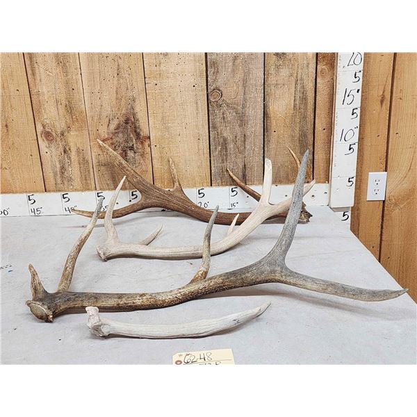 10 Lbs Of Elk Antler