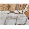Image 2 : 10 Lbs Of Elk Antler