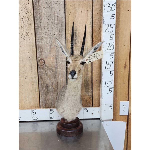 African Vaal Rhebok Table Top Pedestal Taxidermy Mount