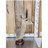 Image 2 : African Vaal Rhebok Table Top Pedestal Taxidermy Mount