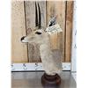 Image 3 : African Vaal Rhebok Table Top Pedestal Taxidermy Mount