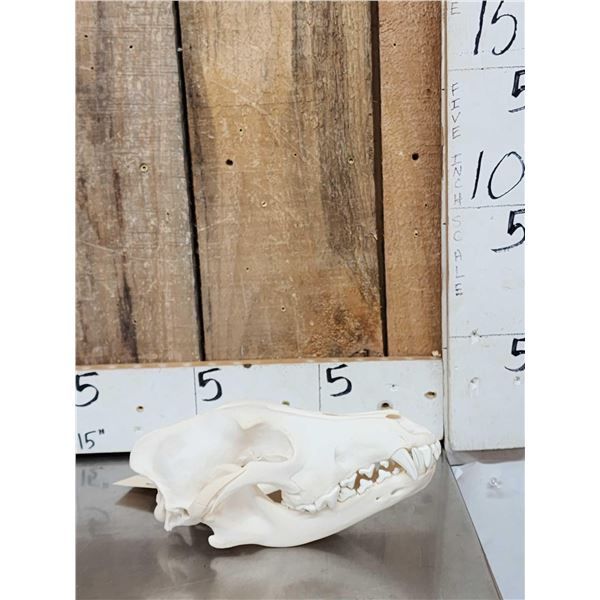 Big Alaskan Wolf Skull Taxidermy