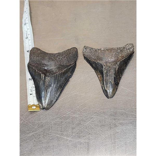 2 Megalodon Shark Teeth Fossilized Fossil