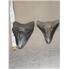 Image 1 : 2 Megalodon Shark Teeth Fossilized Fossil