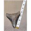 Image 2 : 2 Megalodon Shark Teeth Fossilized Fossil