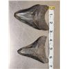 Image 3 : 2 Megalodon Shark Teeth Fossilized Fossil