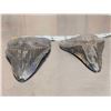 Image 4 : 2 Megalodon Shark Teeth Fossilized Fossil