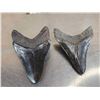 Image 5 : 2 Megalodon Shark Teeth Fossilized Fossil