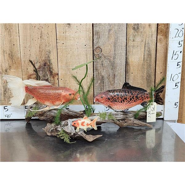 3 Coi Real Skin Fish Taxidermy