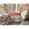 Image 8 : 3 Coi Real Skin Fish Taxidermy