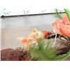 Image 9 : 3 Coi Real Skin Fish Taxidermy