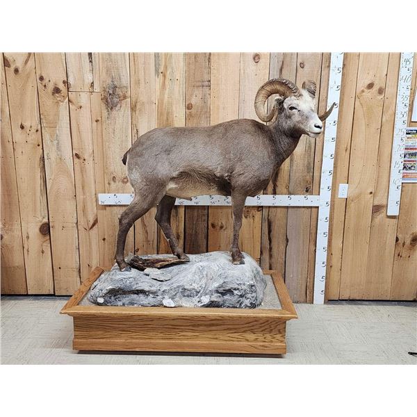 Russian Snow Sheep Full Body Taxidermy Mount