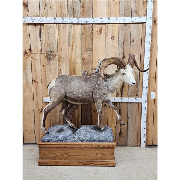 Stone Sheep Full Body Taxidermy Mount