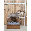 Image 1 : Stone Sheep Full Body Taxidermy Mount