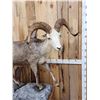 Image 2 : Stone Sheep Full Body Taxidermy Mount