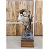 Image 3 : Stone Sheep Full Body Taxidermy Mount