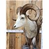 Image 4 : Stone Sheep Full Body Taxidermy Mount