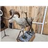 Image 5 : Stone Sheep Full Body Taxidermy Mount