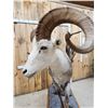 Image 6 : Stone Sheep Full Body Taxidermy Mount