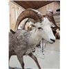 Image 7 : Stone Sheep Full Body Taxidermy Mount