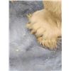Image 10 : Polar Bear Full Body Taxidermy Mount